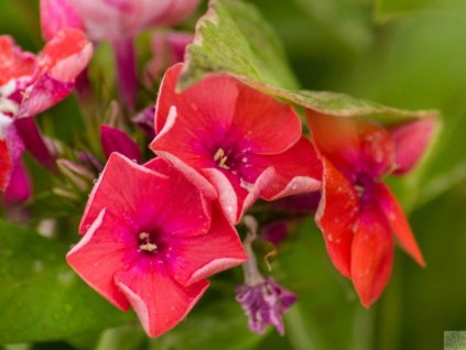 Flox metlinatý'Coral Flame®' - Phlox paniculata 'Coral Flame®'