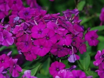 Flox metlinatý 'Nicky' - Phlox paniculata 'Nicky'
