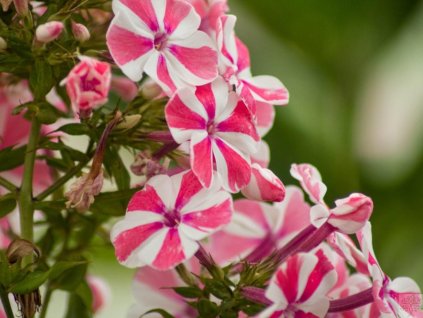 Flox metlinatý 'Peppermint Twist' - Phlox paniculata 'Peppermint Twist'