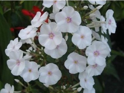 Flox maculata 'Omega'