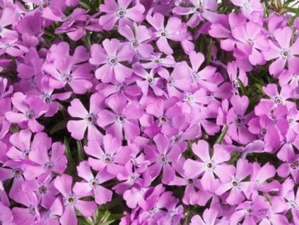 Flox šidlolistý 'Fabulous Rose' - Phlox subulata 'Fabulous Rose'
