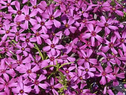 Flox šidlolistý 'Temiskaming'