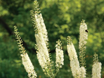 Samorastlík hroznovitý - Cimicifuga racemosa