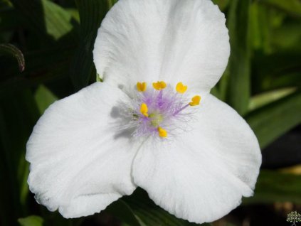 Tradeskancia Andersonova 'Innocence' - Tradescantia x andersoniana 'Innocence'