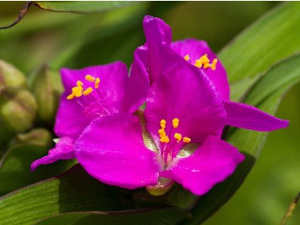 Tradeskancia Andersonova 'Karminglut' - Tradescantia x andersoniana 'Karminglut'