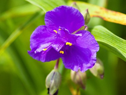 Tradeskancia Andersonova 'Zwanenburg Blue'