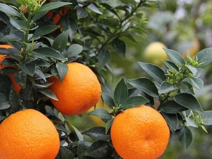 Pomarančovník 'Chinotto'