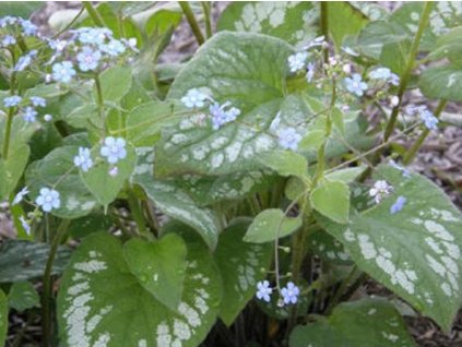 Brunera veľkolistá 'Langtrees' - Brunnera macrophylla 'Langtrees'