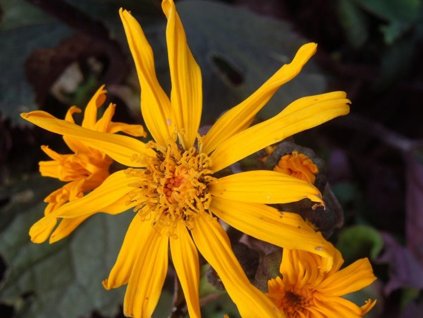 Jazyčník veľkoúborový 'Desdemona' - Ligularia dentata 'Desdemona'