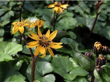 Jazyčník veľkoúborový 'Othello' - Ligularia dentata 'Othello'