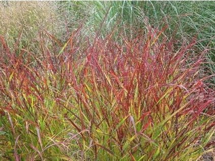 Proso prútnaté  'Rehbraun' - Panicum virgatum 'Rehbraun'