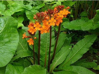 Prvosienka bulleyana - Primula bulleyana