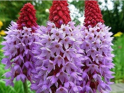 Prvosienka orchideokvetá