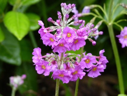 Prvosienka poschodová - Primula beesiana