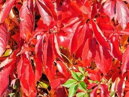 Pavinič päťlistý var. murorum