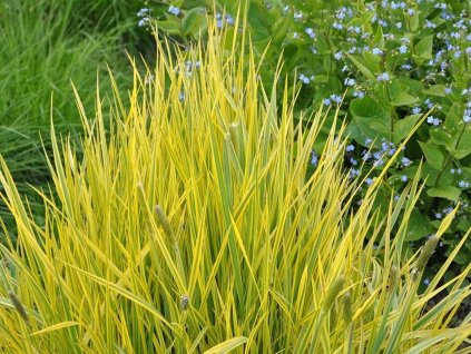 Psiarka lúčna 'Aureovariegatus' - Alopecurus pratensis 'Aureovariegatus'