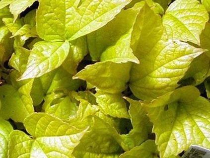 Pavinič trojlaločný 'Fenway Park'