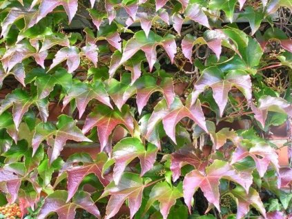 Prísavník trojlaločný 'Veitchii'