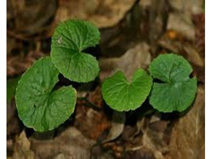 Pupočník ázijský