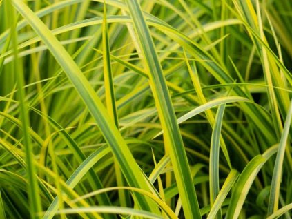 Puškvorec trávolistý 'Ogon' - Acorus gramineus 'Ogon'