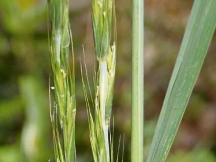 Pýrovec sivý - Elymus glaucus (giganteus)