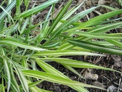 Rákosovka japonská 'Stripe It Rich' - Hakonechloa macra 'Stripe It Rich'
