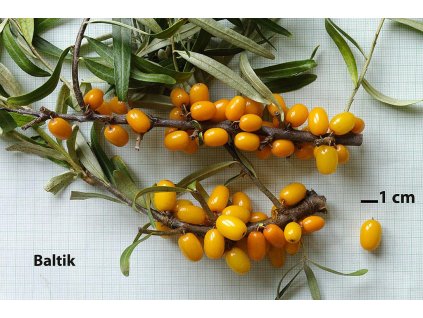 Rakytník rešetliakový 'Baltik'