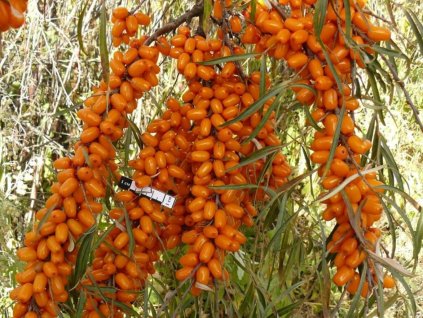 Rakytník rešetliakový 'Elizaveta'