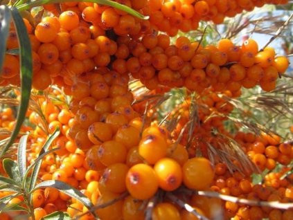 Rakytník rešetliakový 'Klaudie'