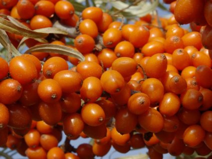 Rakytník rešetliakový 'Leikora'