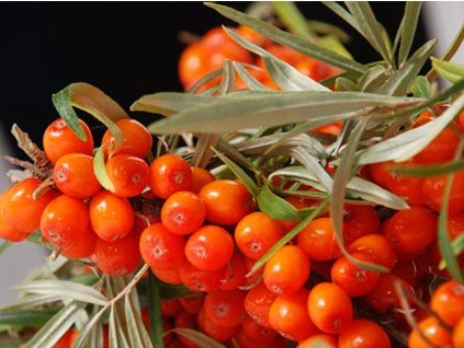 Rakytník rešetliakový 'Moskovská krásavica'