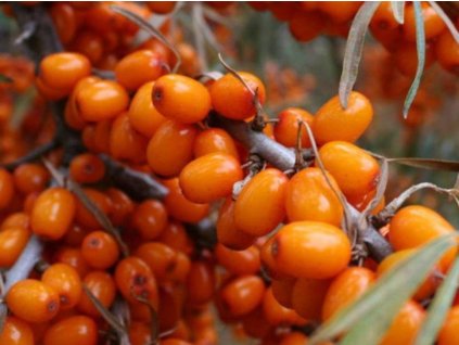 Rakytník rešetliakový 'Žemčužina'