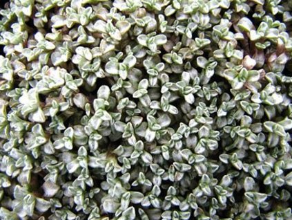 Raulia južná - Raoulia australis