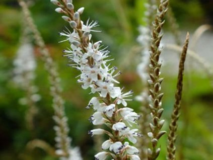 Rdesno 'Alba' - Polygonum amplexicaule 'Alba'