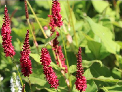 Rdesno 'Black Field' - Polygonum amplexicaule 'Black Field'  Polygonum amplexicaule 'Black Field'