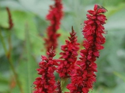 Rdesno 'Black Field' - Polygonum amplexicaule 'Black Field'