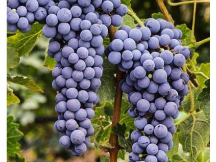 Vinič 'Cabernet'