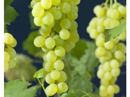Vinič 'Himrod'