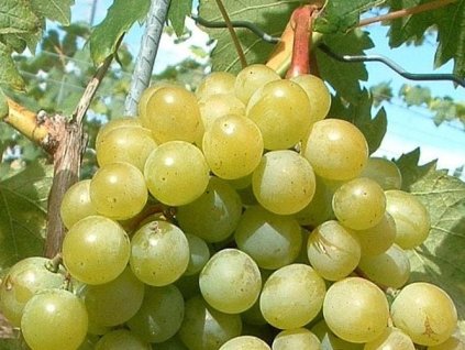 Vinič 'Muškát Pölöskei'
