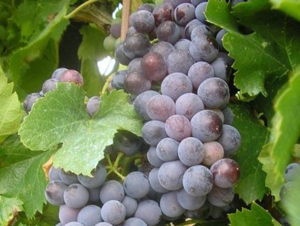 Vinič 'Schuyler'