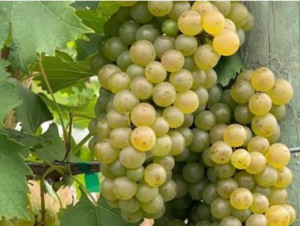Vinič 'Solaris'