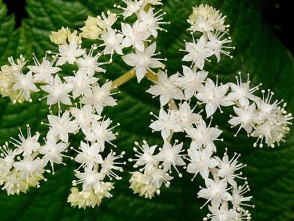 Rodgersia sperená 'Alba' - Rodgersia pinnata 'Alba'