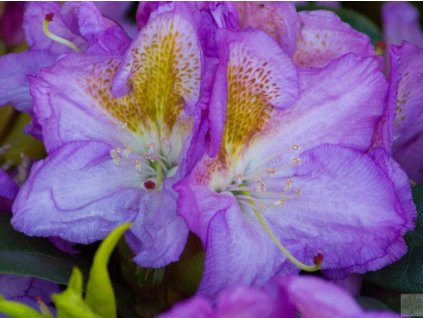 Rododendrón 'Blutopia'