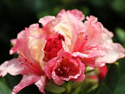 Rododendrón 'Brasilia'
