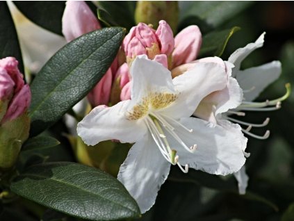 Rododendrón 'Catawbiense Album'
