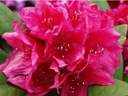 Rododendrón 'Dr.H.C. Dresselhuys'