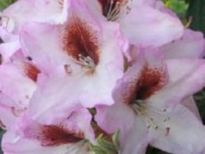 Rododendrón 'Grafitto'