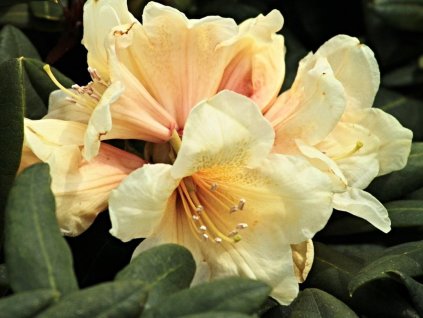 Rododendrón 'Karibia'