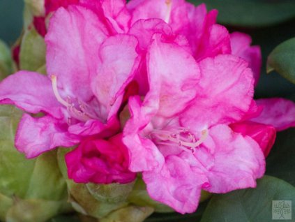 Rododendrón 'Królowa Bona/Royal Candy'