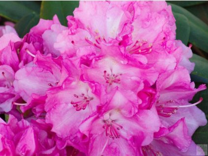 Rododendrón 'Lumina'